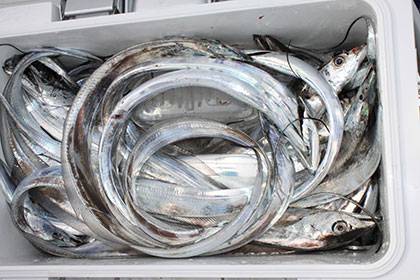 松本釣船２ 釣果