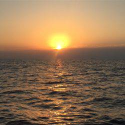 マタウマリンサービス 釣果