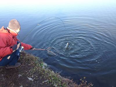 吉羽園 釣果