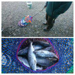 みどりフィッシングエリア 釣果