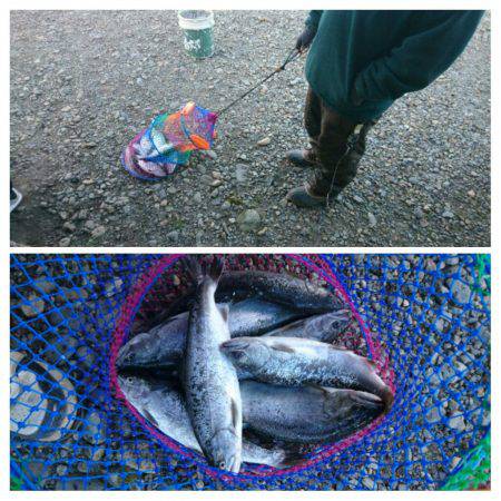 みどりフィッシングエリア 釣果