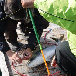 フィッシングパーク錦 釣果