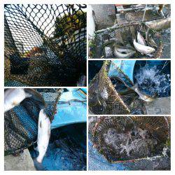 みどりフィッシングエリア 釣果