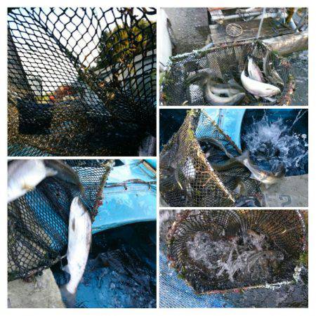 みどりフィッシングエリア 釣果