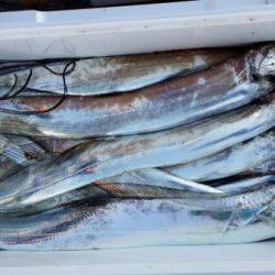 オーフリー 釣果