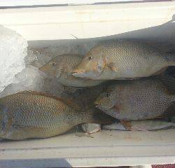 本部釣りイカダ 釣果