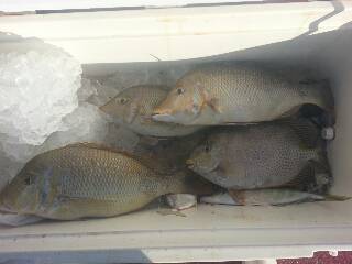 本部釣りイカダ 釣果