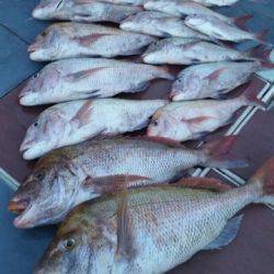 飛燕さくら丸 釣果