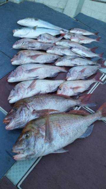 飛燕さくら丸 釣果