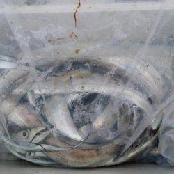 オーフリー 釣果