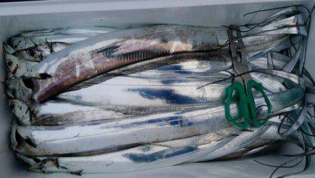 オーフリー 釣果