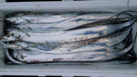 オーフリー 釣果