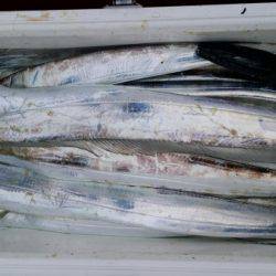 オーフリー 釣果