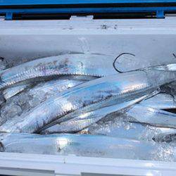 松本釣船２ 釣果