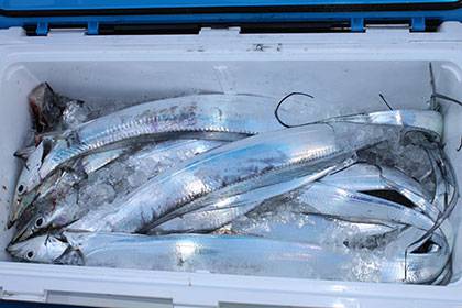 松本釣船２ 釣果