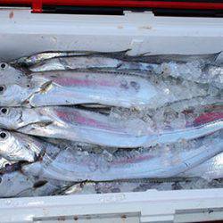 松本釣船２ 釣果