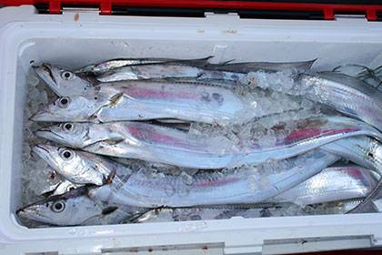 松本釣船２ 釣果