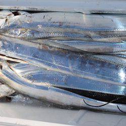 松本釣船２ 釣果