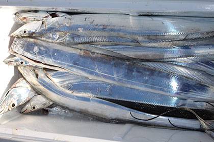 松本釣船２ 釣果