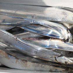 松本釣船２ 釣果