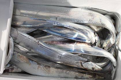 松本釣船２ 釣果