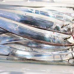 松本釣船２ 釣果