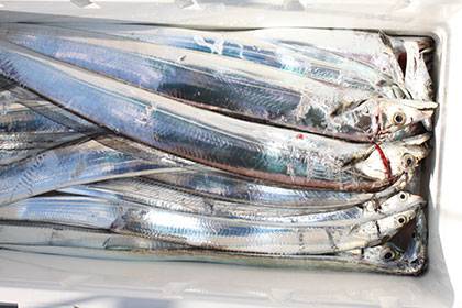 松本釣船２ 釣果