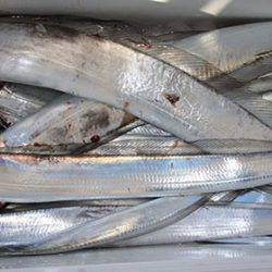 松本釣船２ 釣果