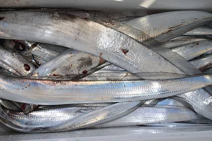 松本釣船２ 釣果