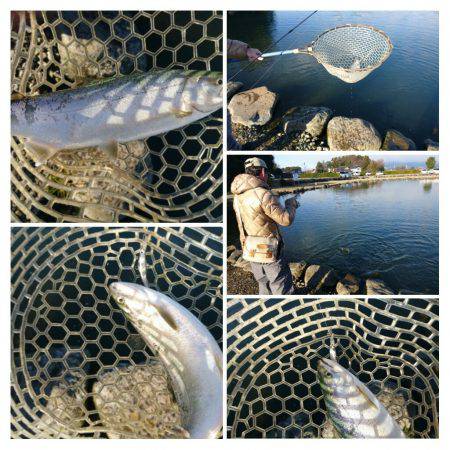 みどりフィッシングエリア 釣果