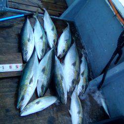 ファイヤードルフィン 釣果