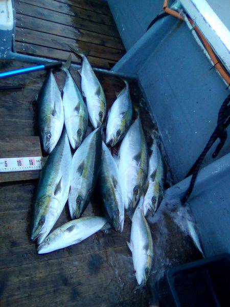 ファイヤードルフィン 釣果