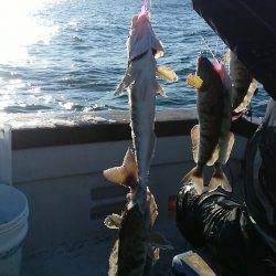 第八平成丸 釣果