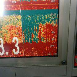 第八平成丸 釣果