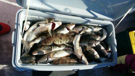 第八平成丸 釣果