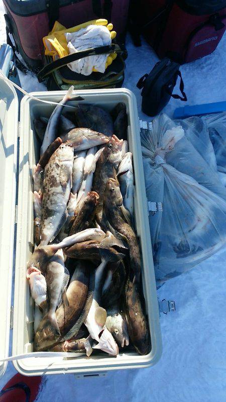 第八平成丸 釣果