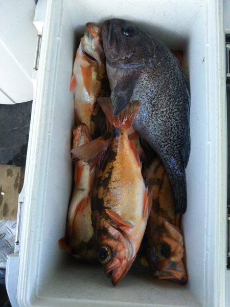 モンロー号 釣果