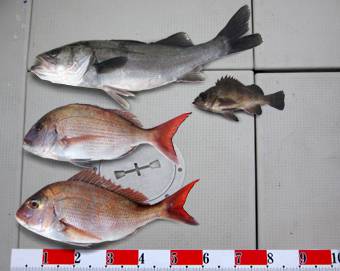 来温丸（らいおんまる） 釣果