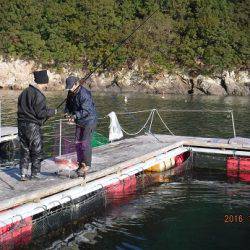 フィッシングパーク錦 釣果