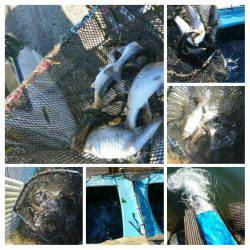 みどりフィッシングエリア 釣果