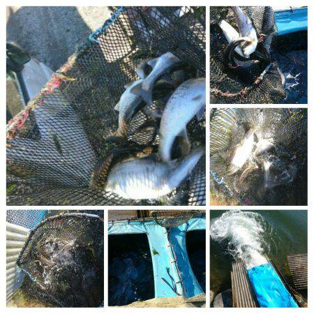 みどりフィッシングエリア 釣果