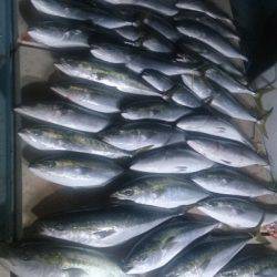 旭星釣りセンター 釣果