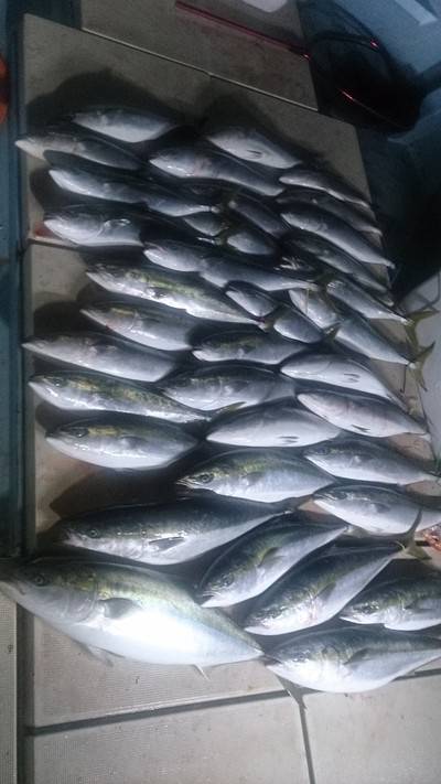 旭星釣りセンター 釣果