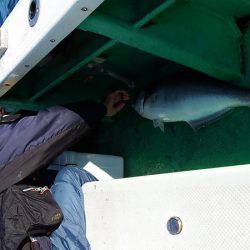 第三むつりょう丸 釣果