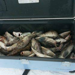 第八平成丸 釣果