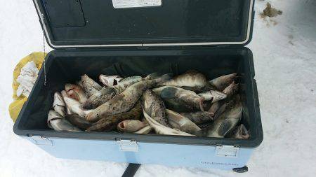 第八平成丸 釣果