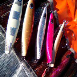 ファイヤードルフィン 釣果