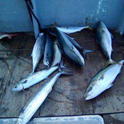 ファイヤードルフィン 釣果