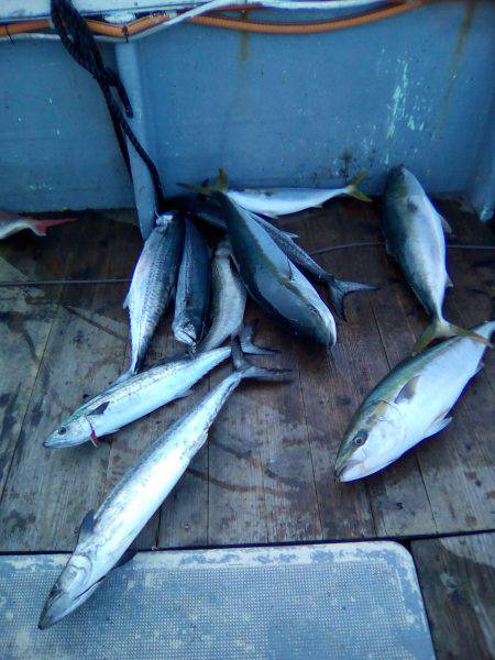 ファイヤードルフィン 釣果