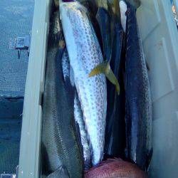 ファイヤードルフィン 釣果